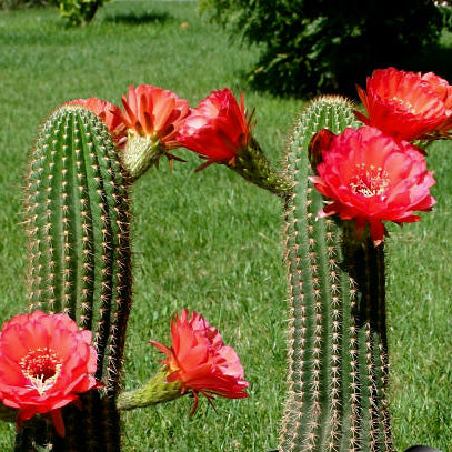 Cactus 'Hybrid Torch' - 3 Gal - #6521