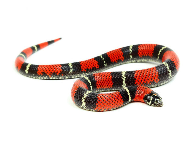 Tricolor Hognose Snake - #30915