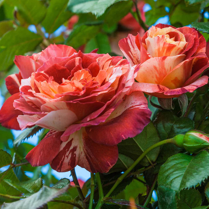 Rose Tropical Lightning - Climber - TNP