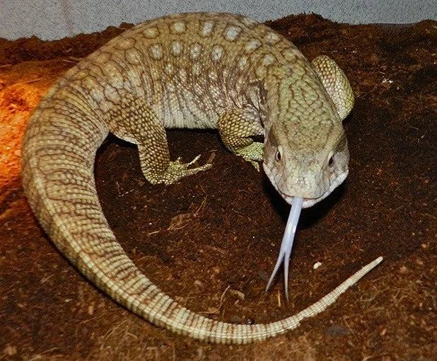 Savannah Monitor - #30441
