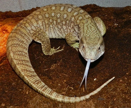 Savannah Monitor - #30441