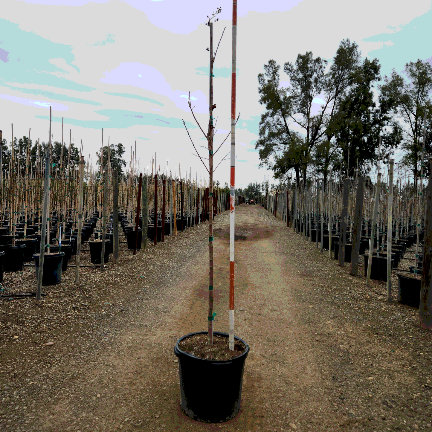 Tuscarora Crape Myrtle Tree - Single Trunk - 5 Gallon - #11658