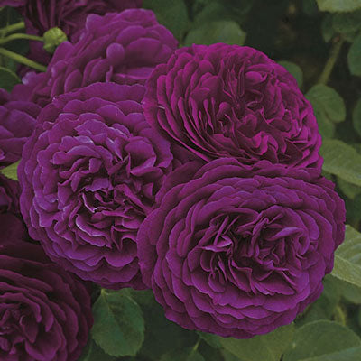 Rose Twilight Zone - Grandiflora - TNP - #25015