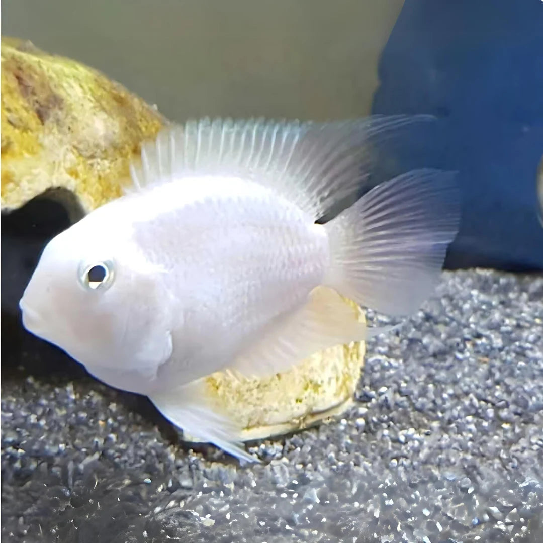 Assorted African and American Cichlids