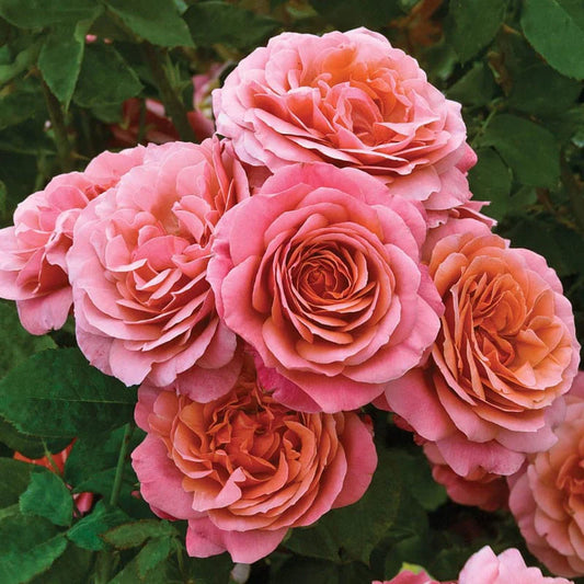 Rose Uptown Girl - Grandiflora - TNP - #29776