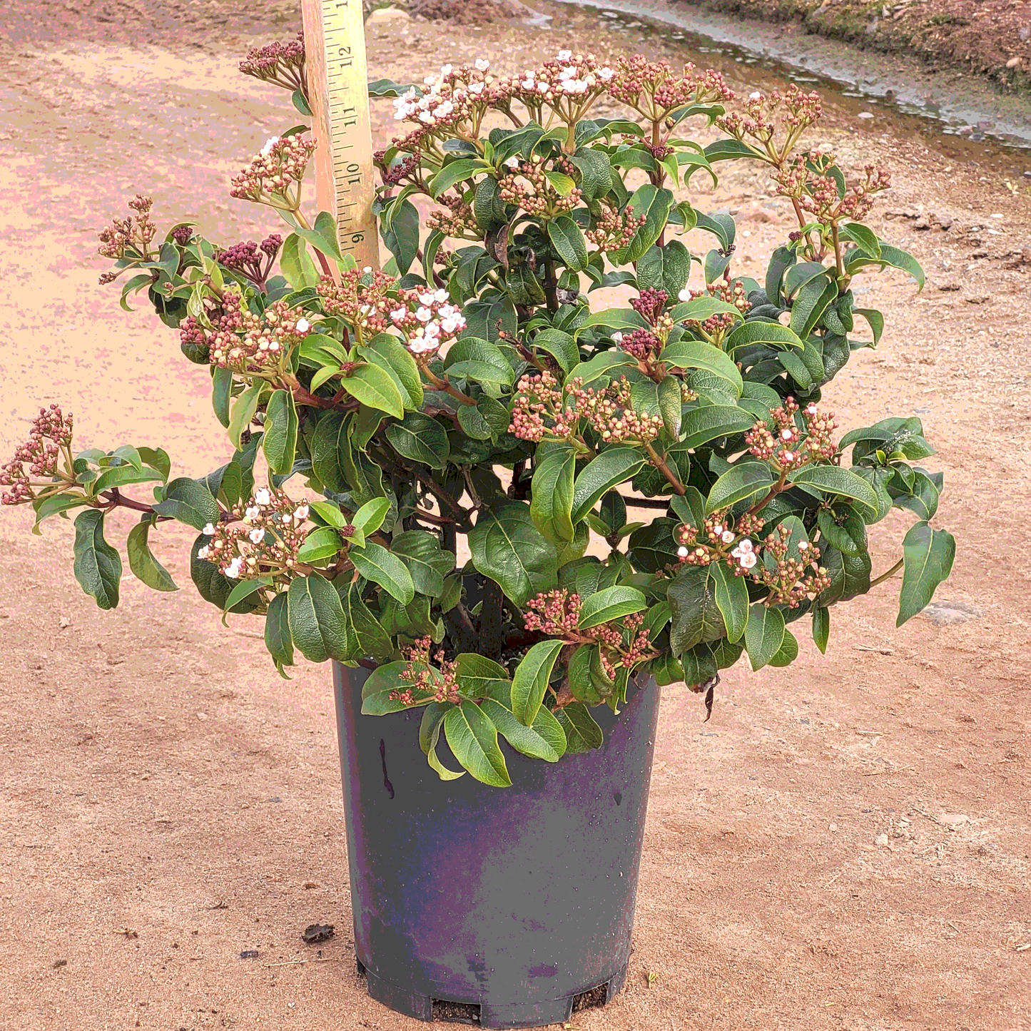 Spring Bouquet Viburnum - 1 Gallon - #855