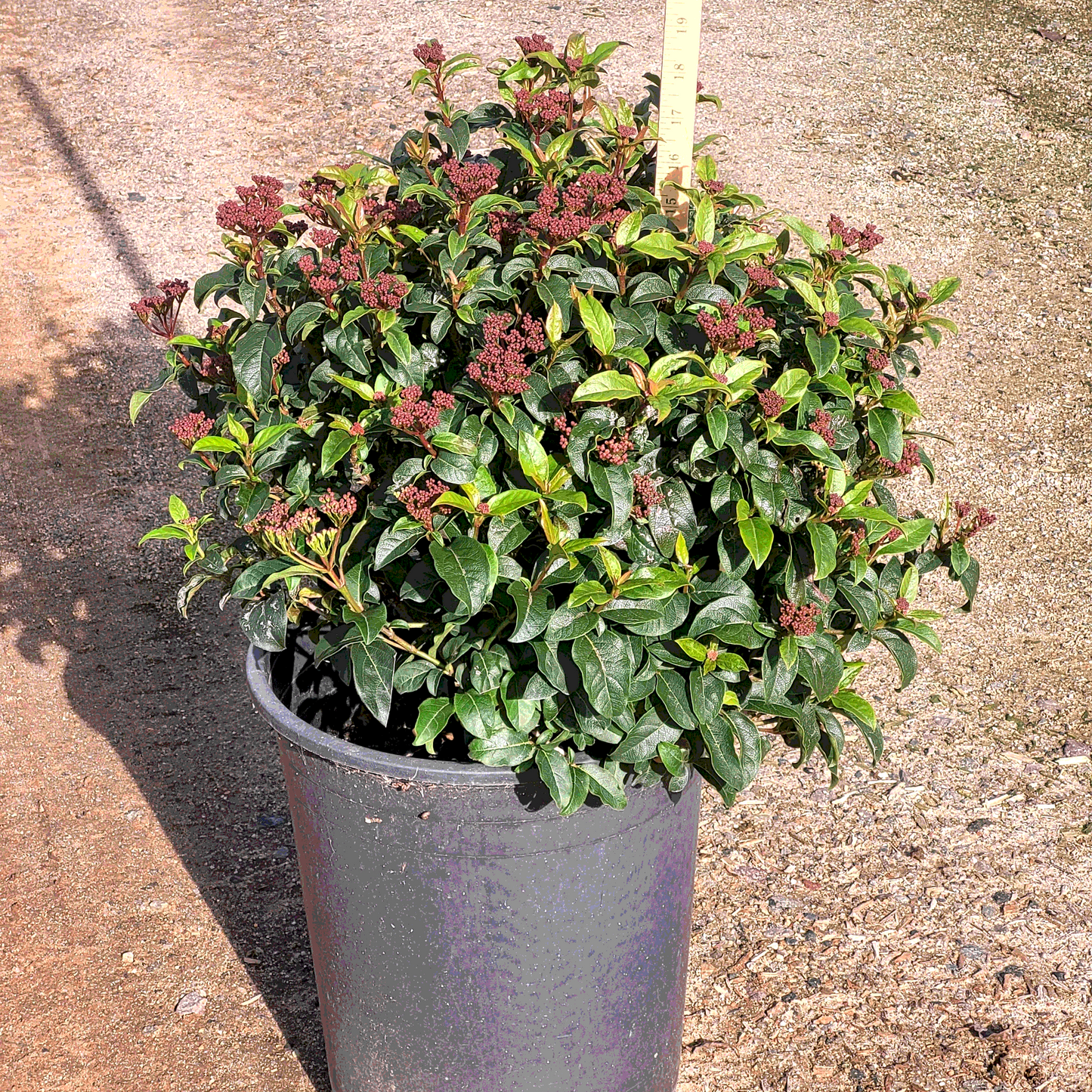 Spring Bouquet Viburnum - 5 Gallon - #315
