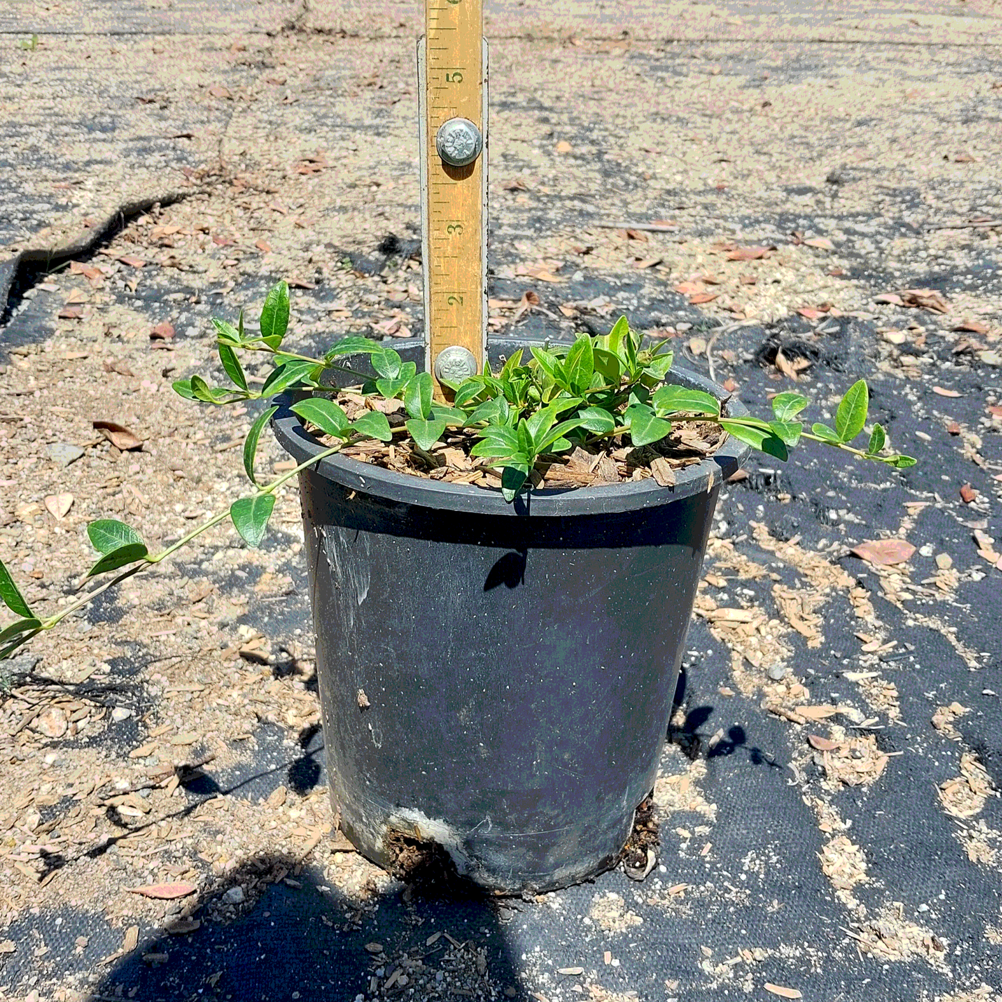Vinca 'Common Periwinkle' - 1 Gallon - #599