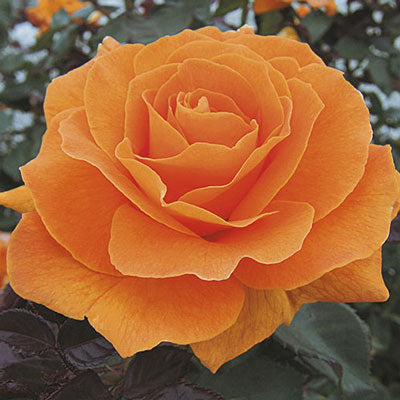 Rose Vavoom - Floribunda - TNP - #27442