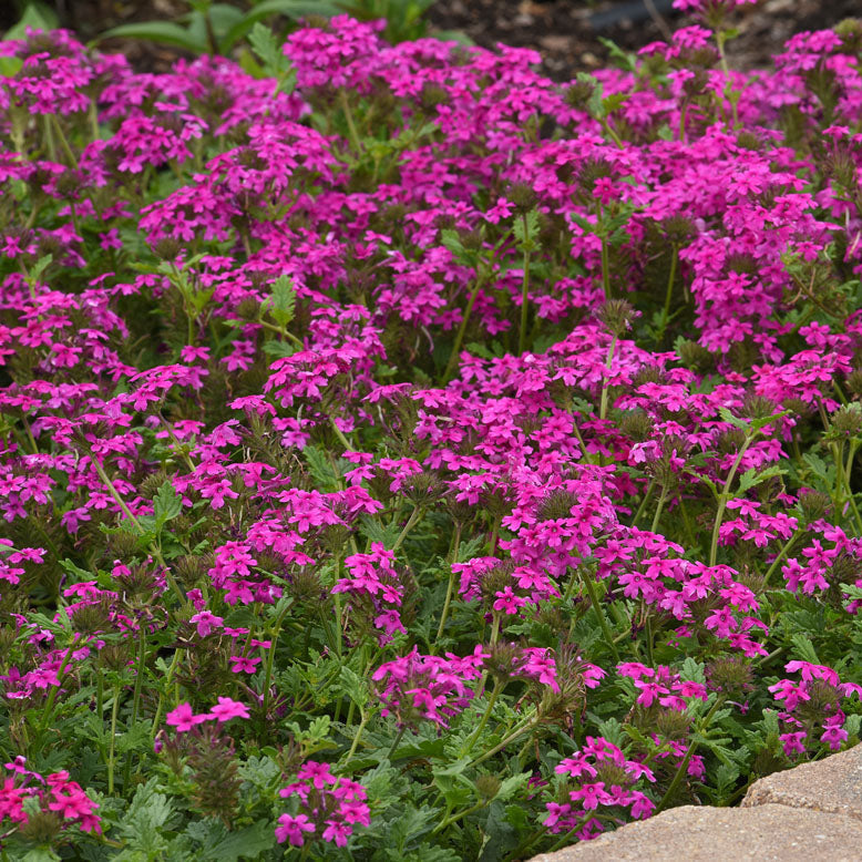 Pink Verbena - 1 Gallon - #6405