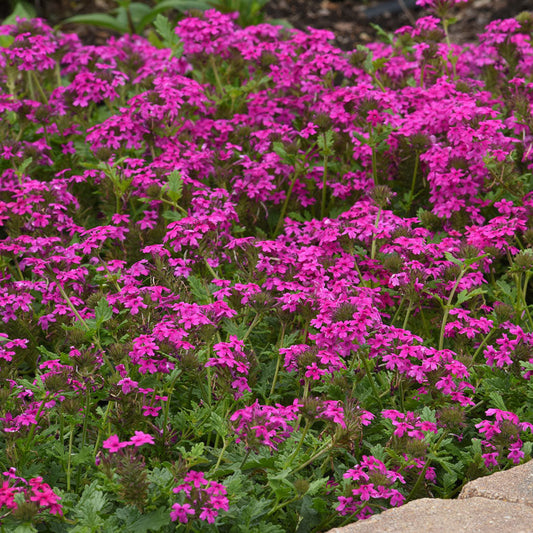 Pink Verbena - 1 Gallon - #6405