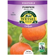 Seeds Pumpkin Wee Be Little - Wetsel - 10 Seeds