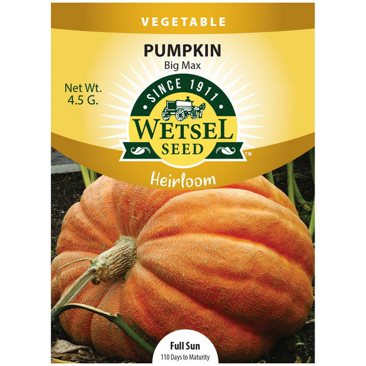 Heirloom Seeds Pumpkin Big Max - 4.5 Grams - #30949