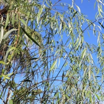 Weeping Willow - 5 Gallon - #257