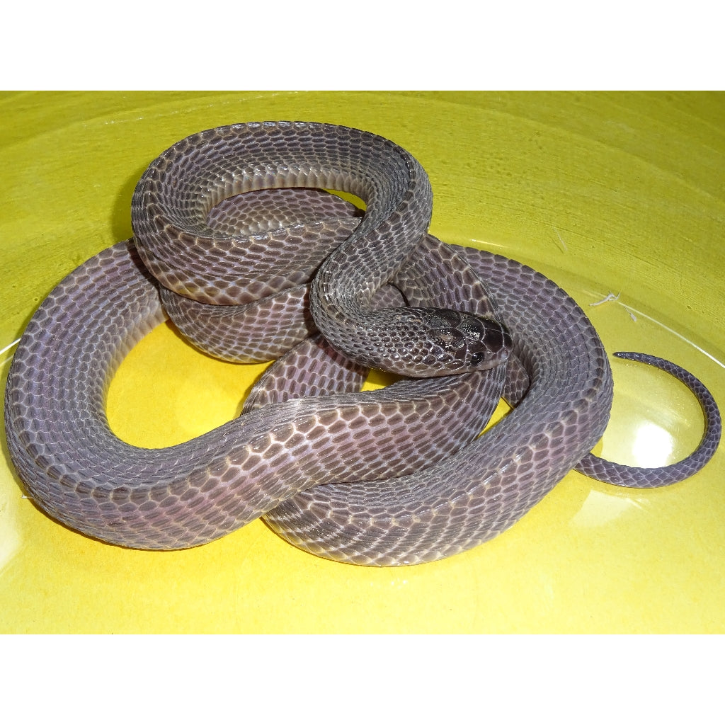 African File Snake - #32086