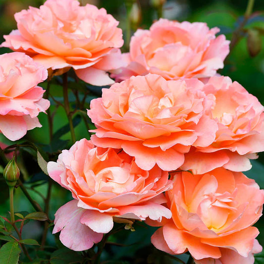 Rose Westerland - Climber - TNP