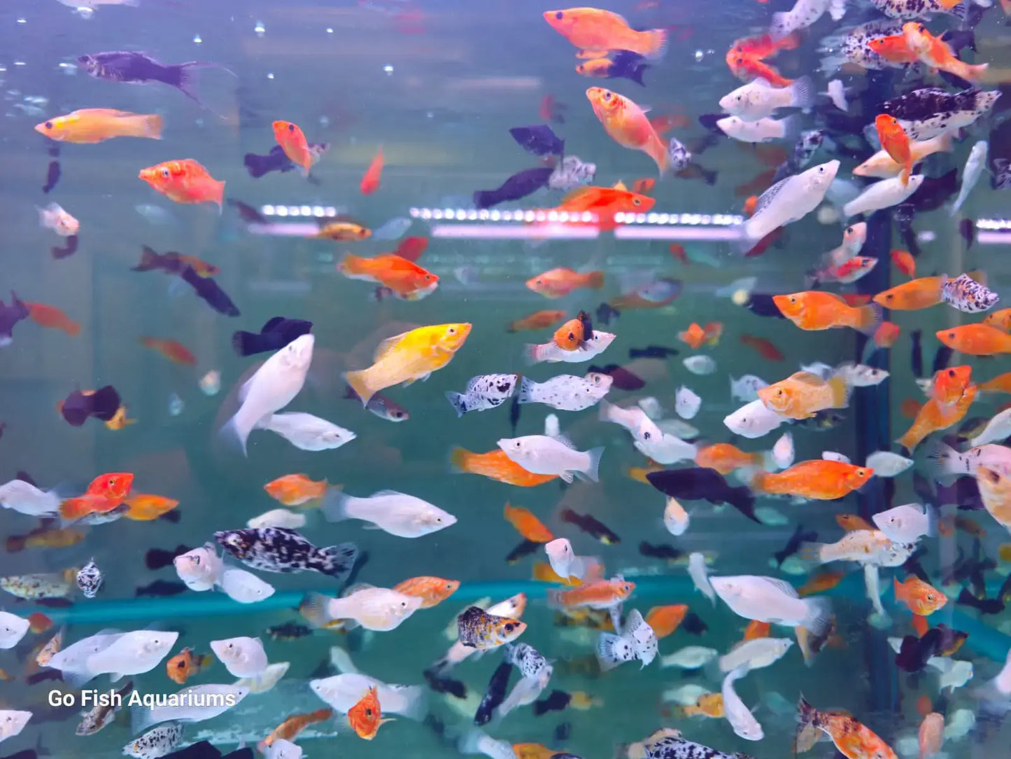 Assorted Molly Fish - #27624