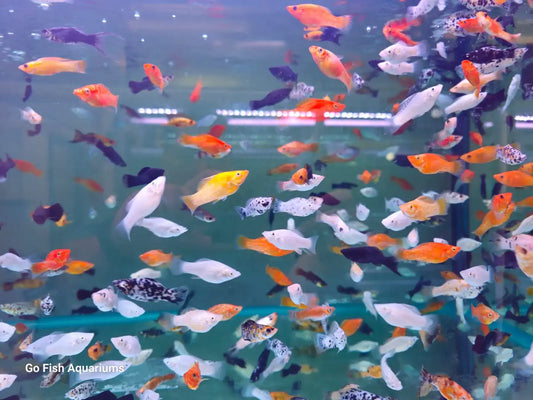 Assorted Molly Fish - #27624