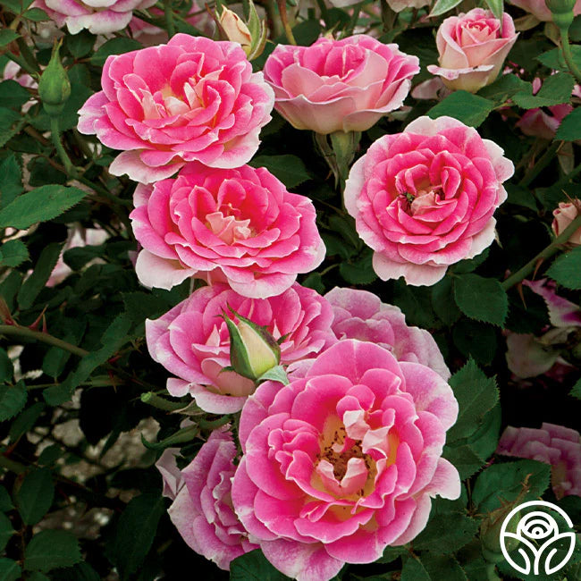 Rose Whimsy - Patio - TNP