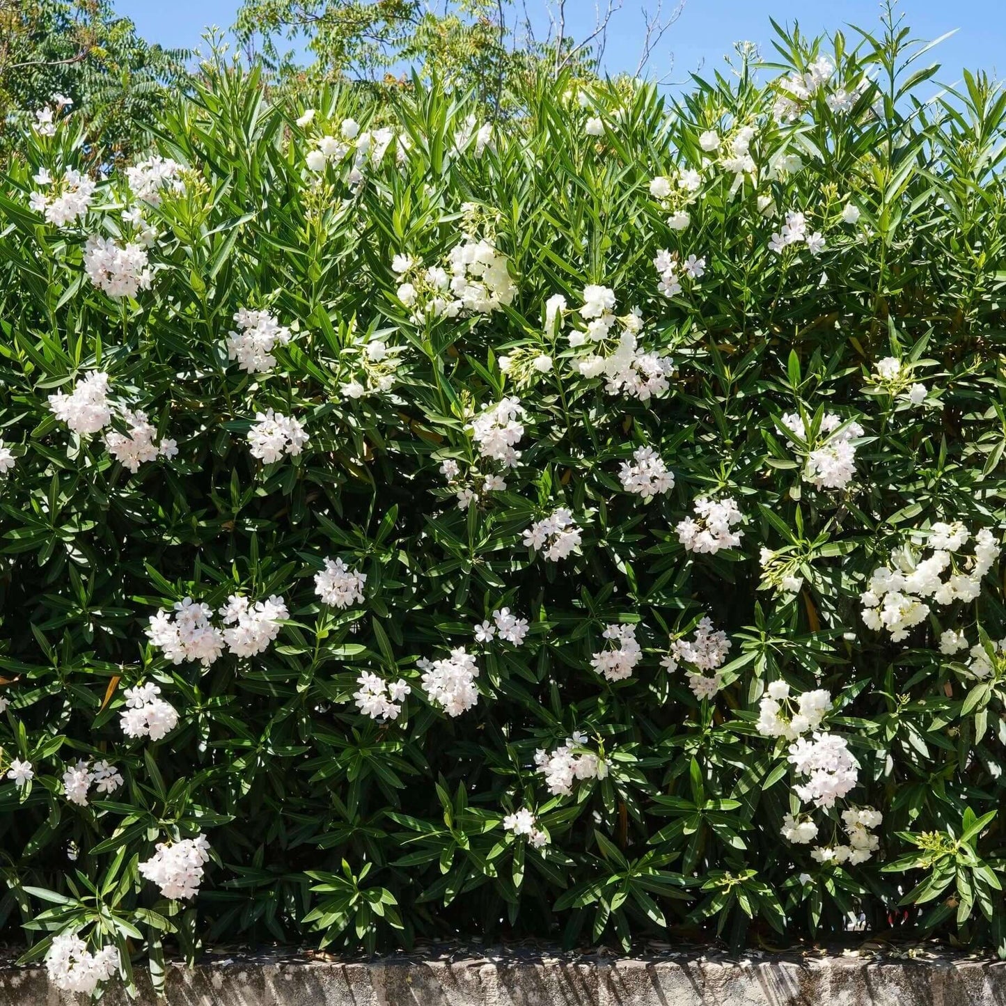 White Oleander - 1 Gallon - #583