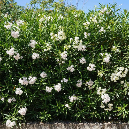 White Oleander - 1 Gallon - #583