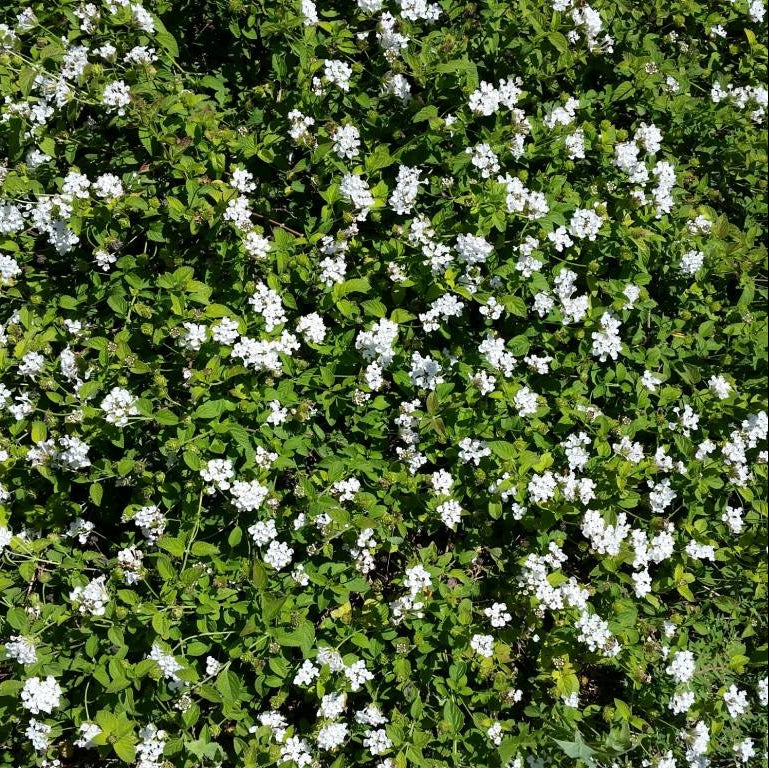 Lantana 'White Trailing' - 1 Gallon - #3764