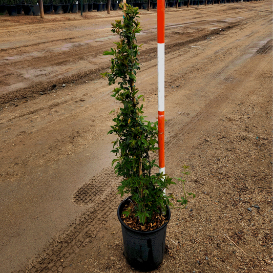 Rose 'White Lady Banks' Staked - 5 Gallon - #276