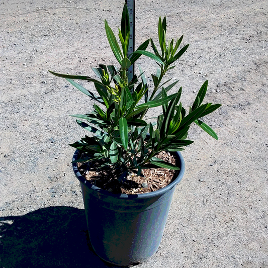 White Oleander - 5 Gallon - #11641