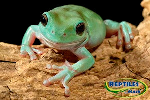 Tree Frog