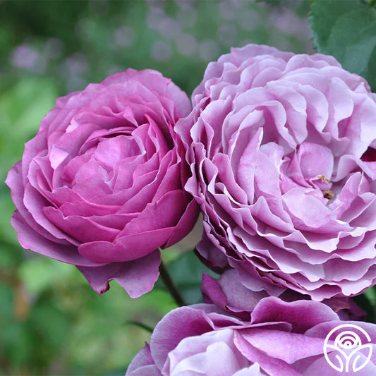 Rose Wild Blue Yonder - Grandiflora - TNP