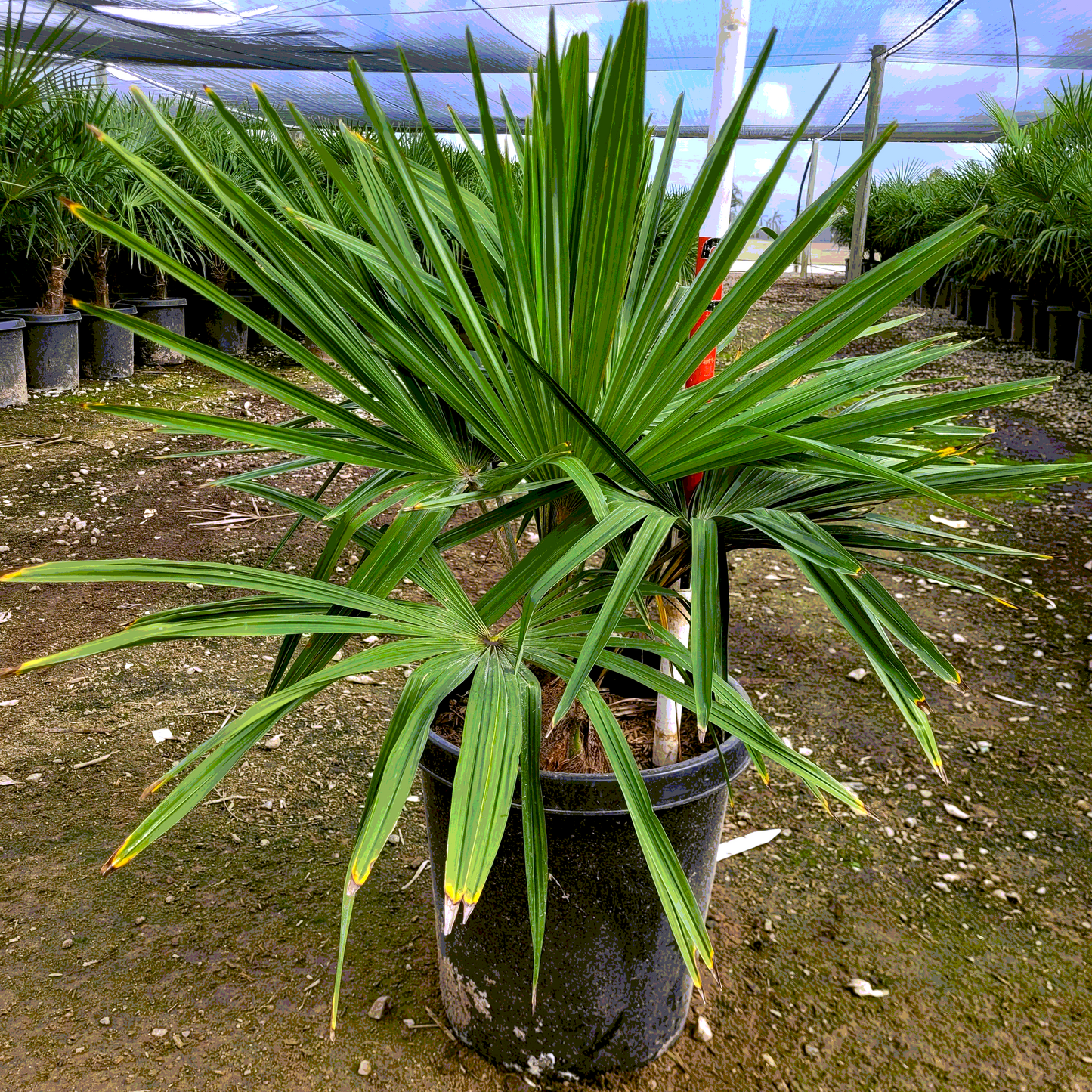 Palm 'Windmill' - 15 Gallon - #296