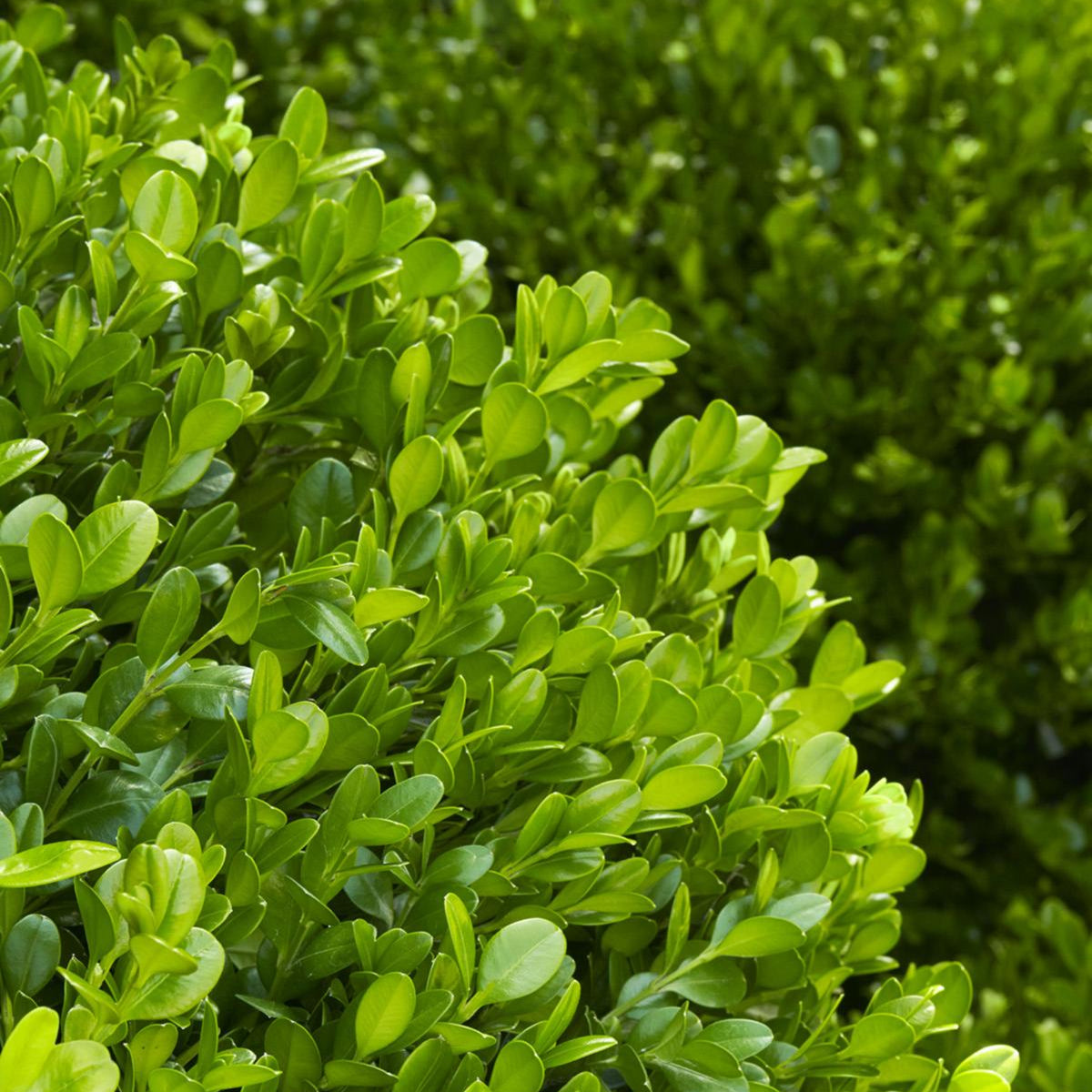 Boxwood 'Japanese Winter Gem' - 1 Gallon - #1283