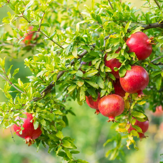 Pomegranate 'Wonderful' - Grow Bag - #31693