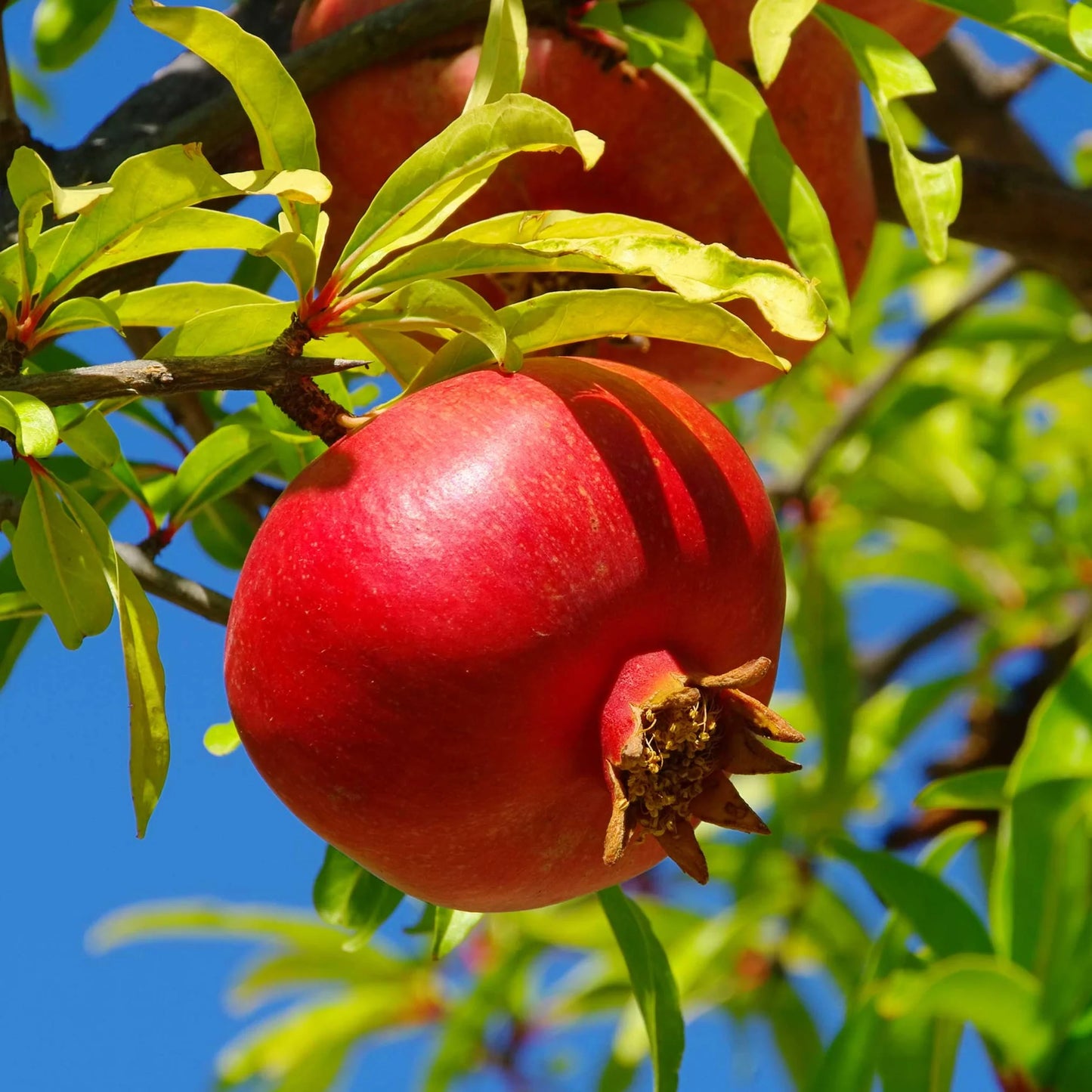 Fruiting Wonderful Pomegranate - 5 Gallon - #1364