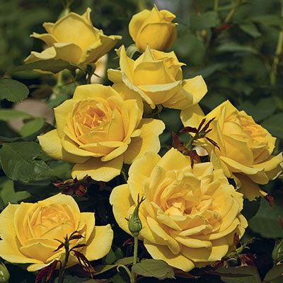 Rose Ch-Ching TNP - Grandiflora - Tops N' Pots