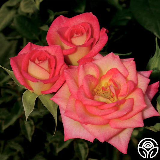 Rose You're The One - Patio - TNP
