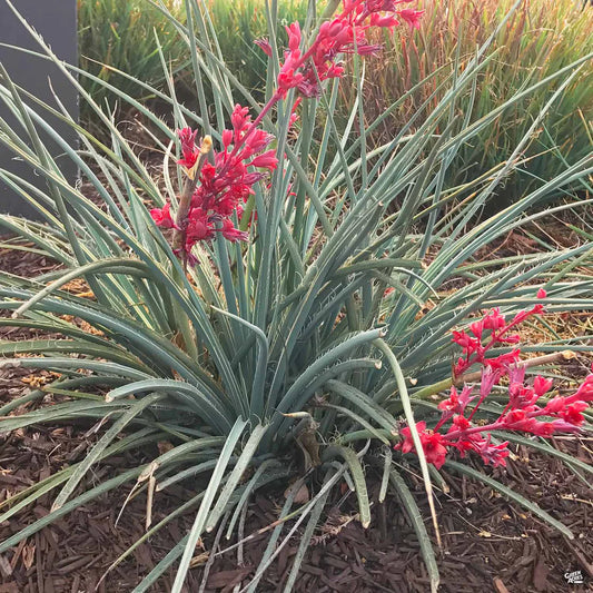 Yucca 'Red' - 5 Gallon - #563