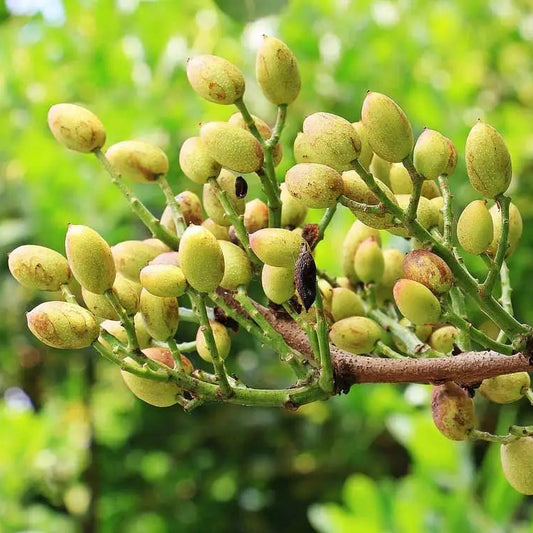 Peters Male Pistachio - 15 Gallon - #29106