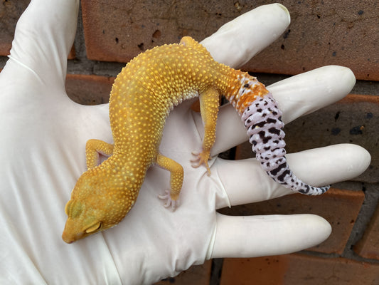 Hypo Leopard Gecko