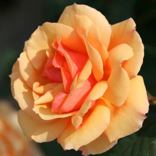 Rose About Face - Grandiflora - TNP - #29760