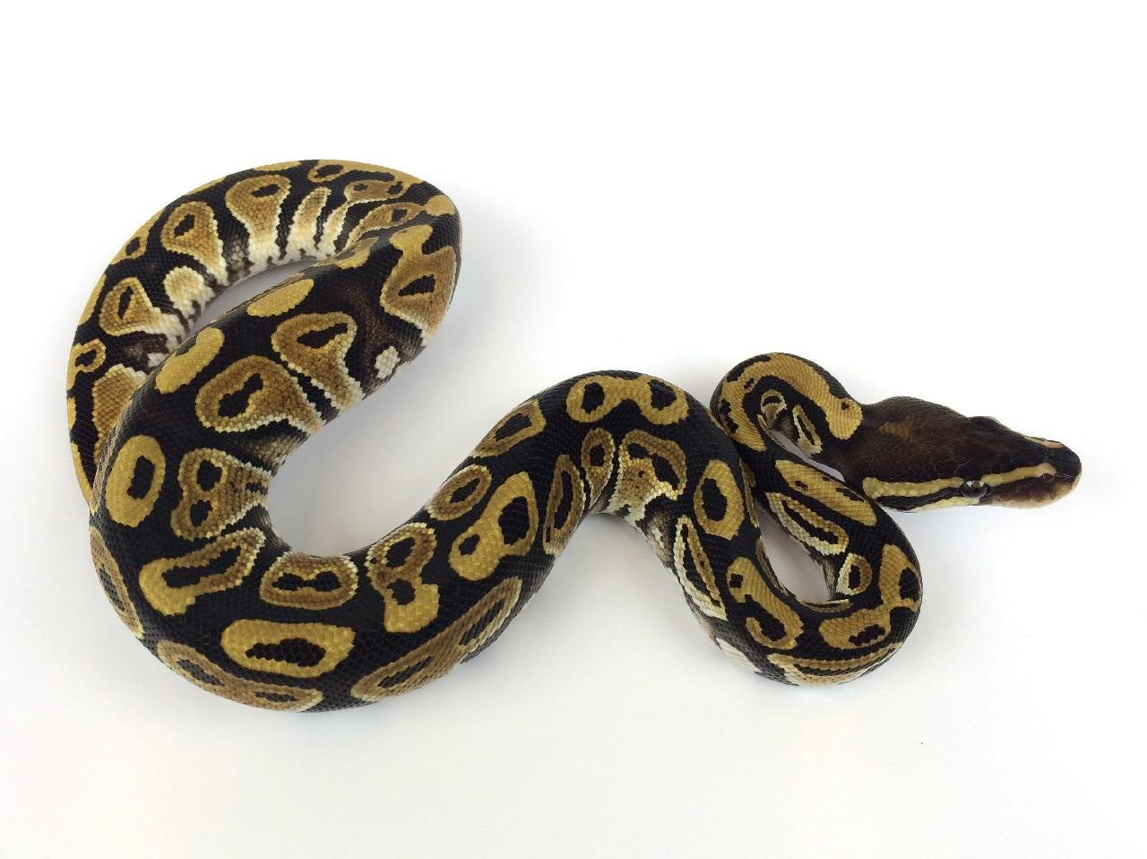 Mystic Ball Python