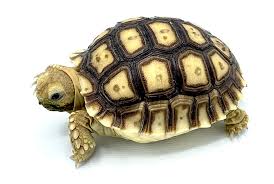 Tortoise African Sulcata