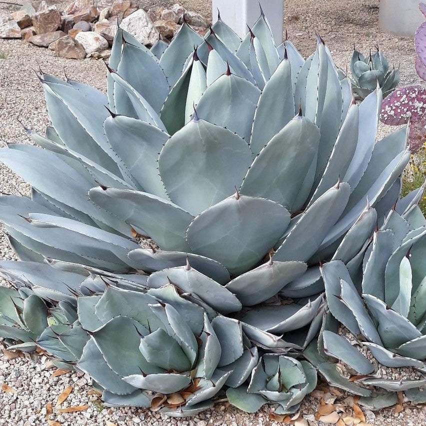 Agave 'Parry's' - 3 Gallon - #31948