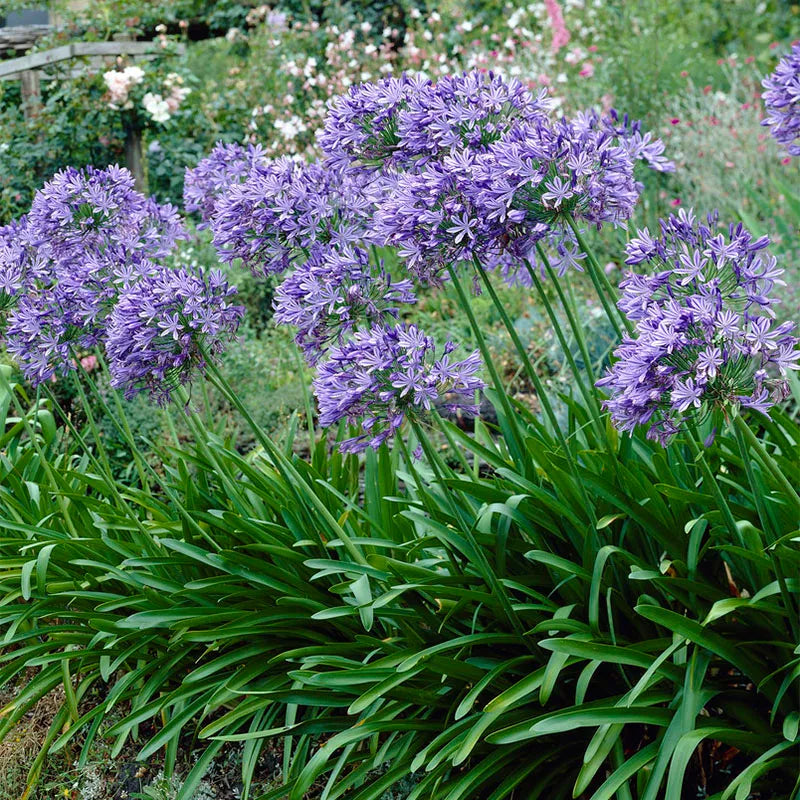 Blue Lily of the Nile - 5 Gallon - #20331