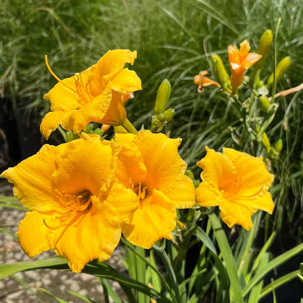 Dwarf Yellow Daylily - 1 Gallon - #20282
