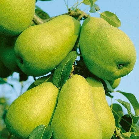 D'Anjou Pear - 5 Gallon - #9354