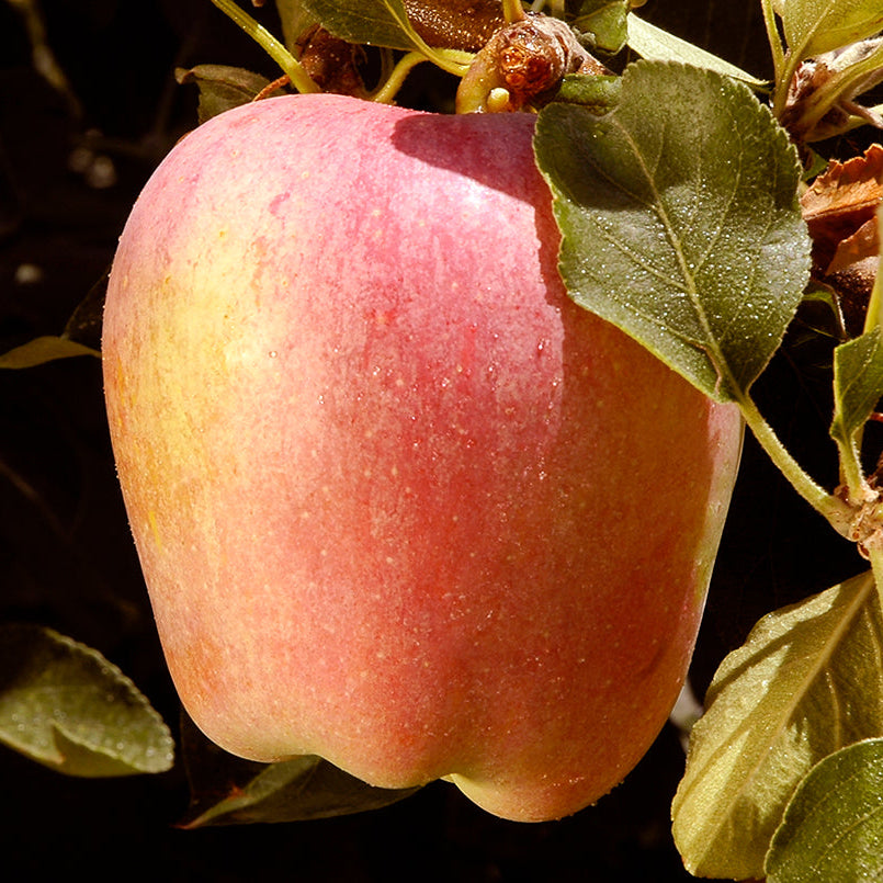 Anna Apple - Grow Bag - #18907