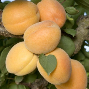 Patterson Apricot - 5 Gallon - #32072