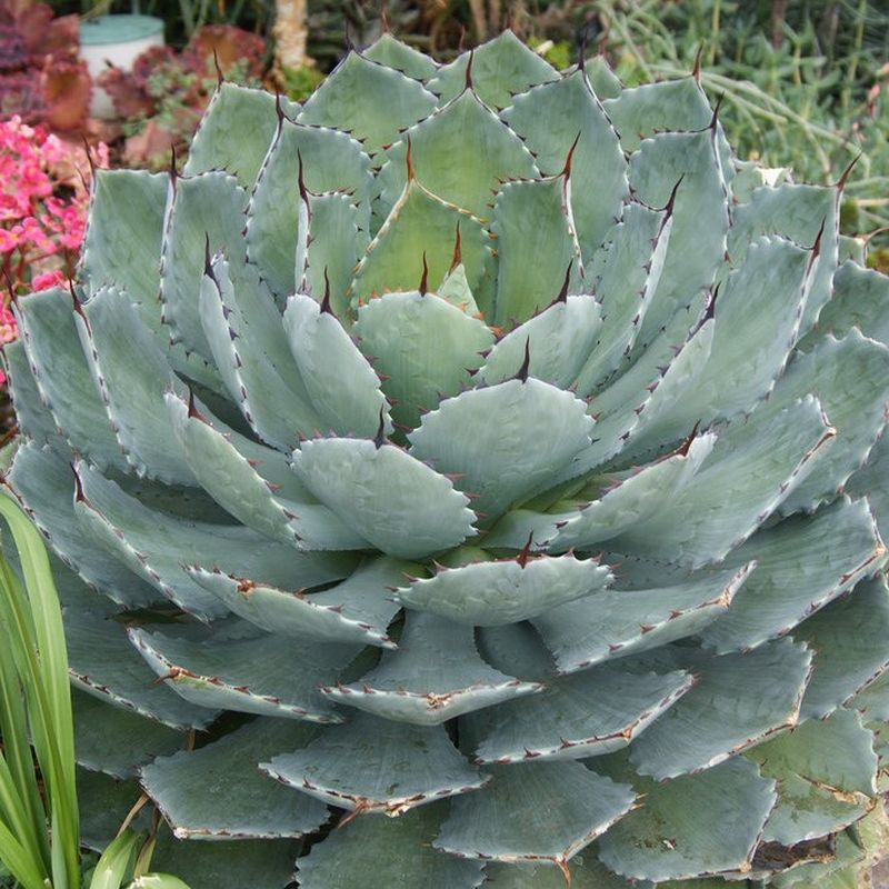 Agave Artichoke - 3 Gallon - #8748