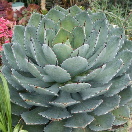 Agave Artichoke - 3 Gallon - #8748